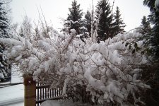 Schnee2015.jpg