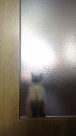 IMG_20150705_193828984.jpg