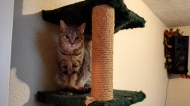 2016-02-13_Boris-Stubentiger_01.jpg