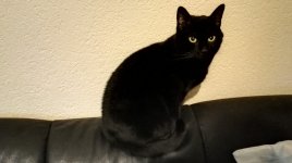 2016-02-13_Boris-Stubentiger_10.jpg