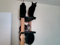 2016-02-14_Boris-Stubentiger_03.jpg