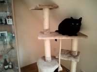 2016-02-18_Boris-Stubentiger_01.jpg