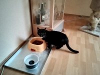 2016-02-18_Boris-Stubentiger_08.jpg